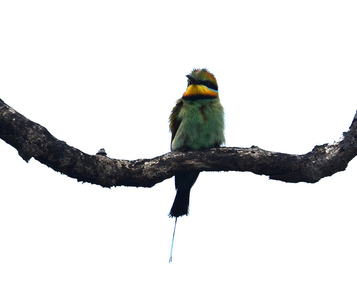 Regenbogenspint - ML644682389