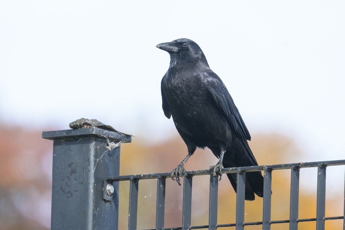 鴉屬 - ML644682391