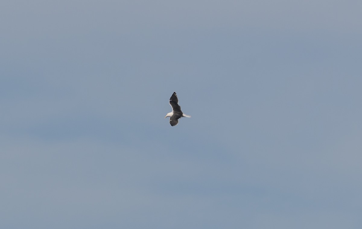 Great Black-backed Gull - ML644682397