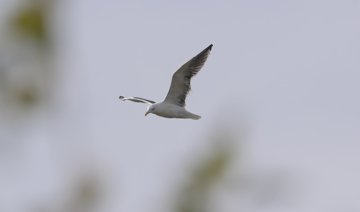Great Black-backed Gull - ML644682398