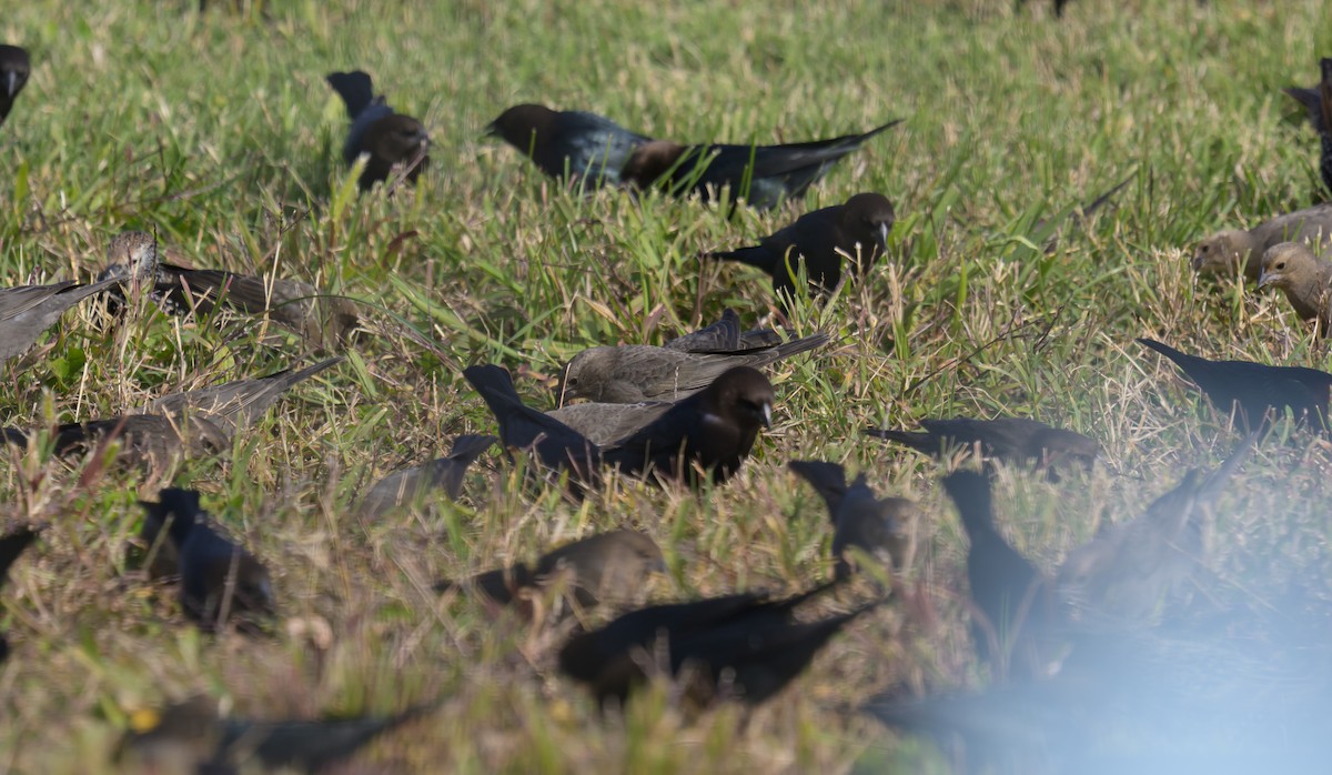 Brown-headed Cowbird - ML644682403