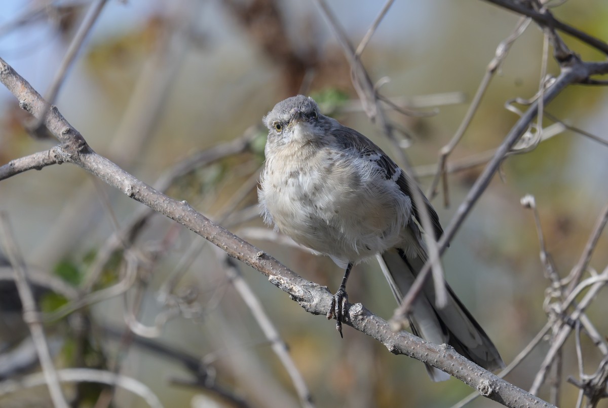 Northern Mockingbird - ML644682405