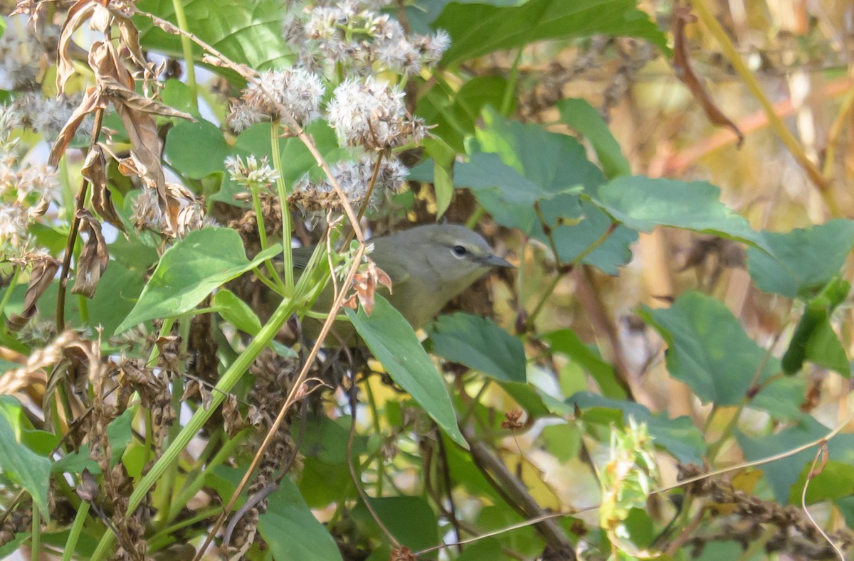 Orange-crowned Warbler - ML644682406