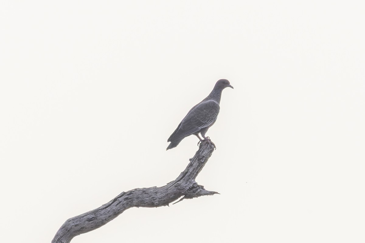 Темнохвостый голубь - ML644682410