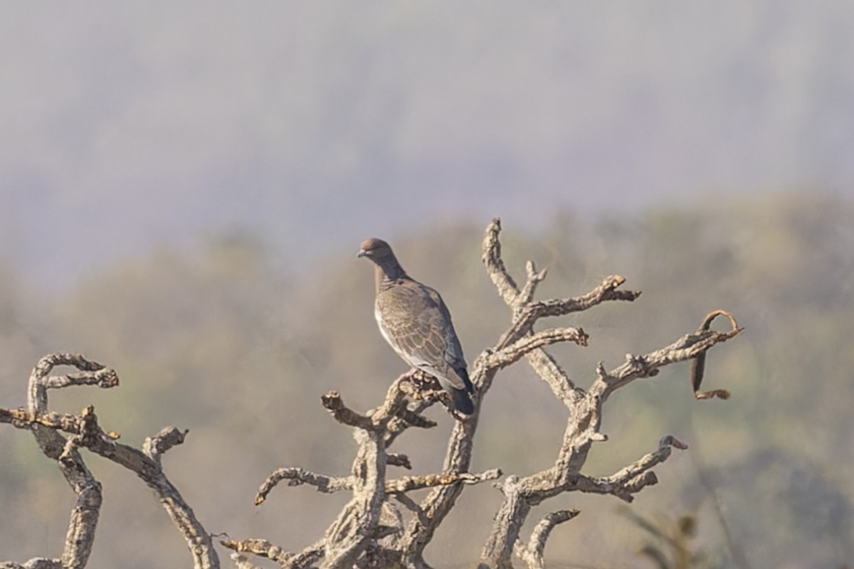 Темнохвостый голубь - ML644682412