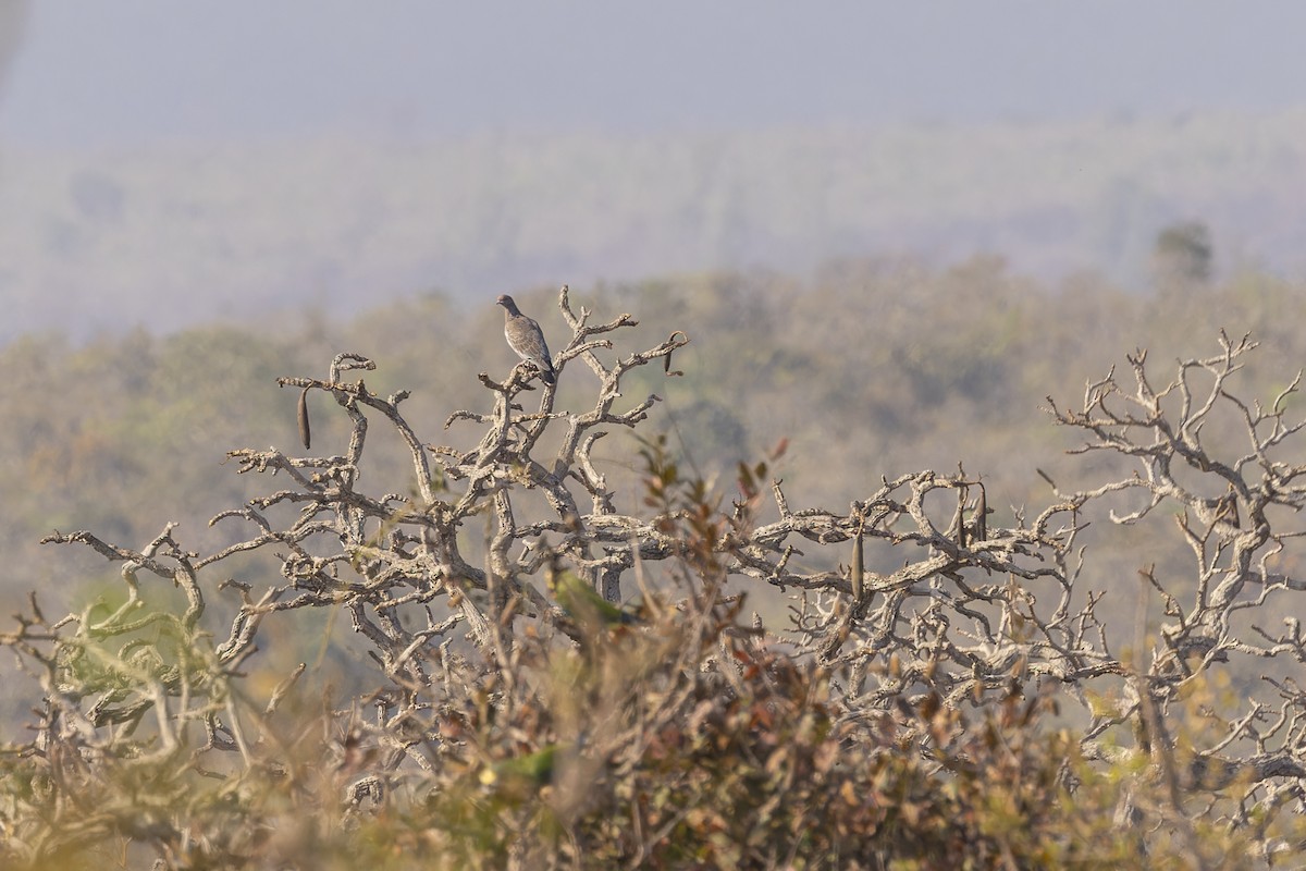 Темнохвостый голубь - ML644682413