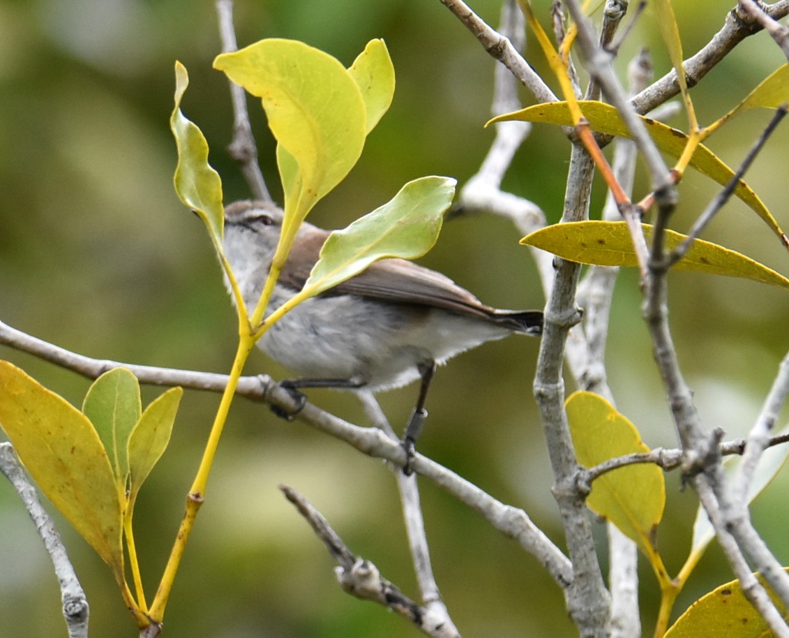 Mangrove Gerygone - ML644682414