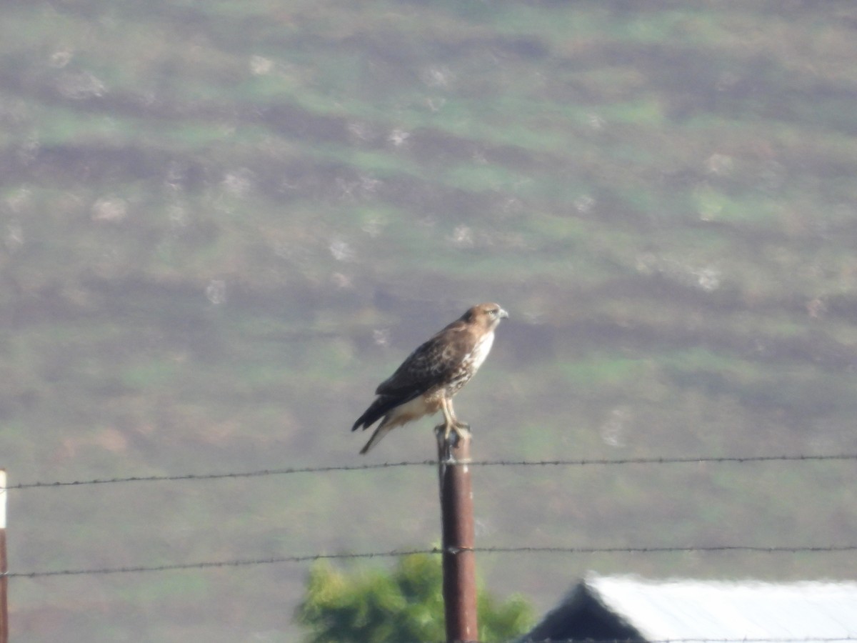 Red-tailed Hawk - ML644682432