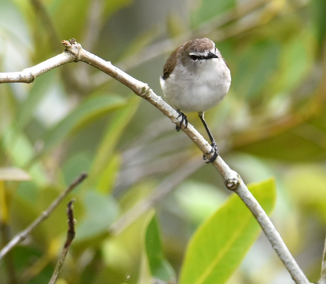 Mangrove Gerygone - ML644682435