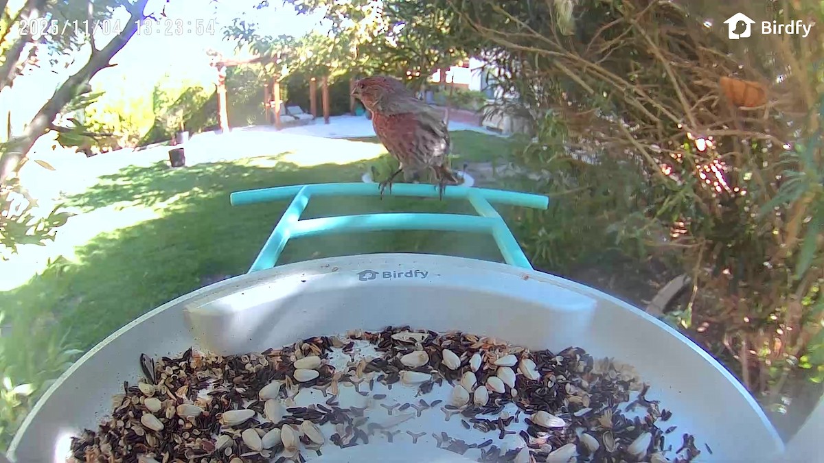 House Finch - ML644682440