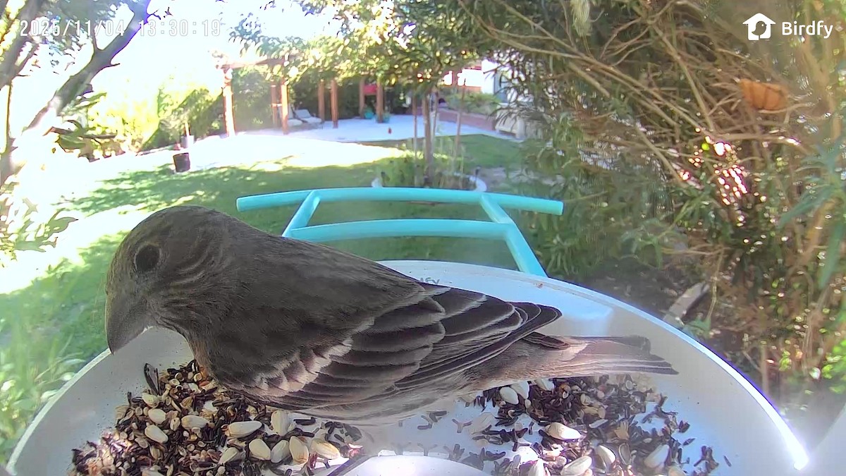 House Finch - ML644682441