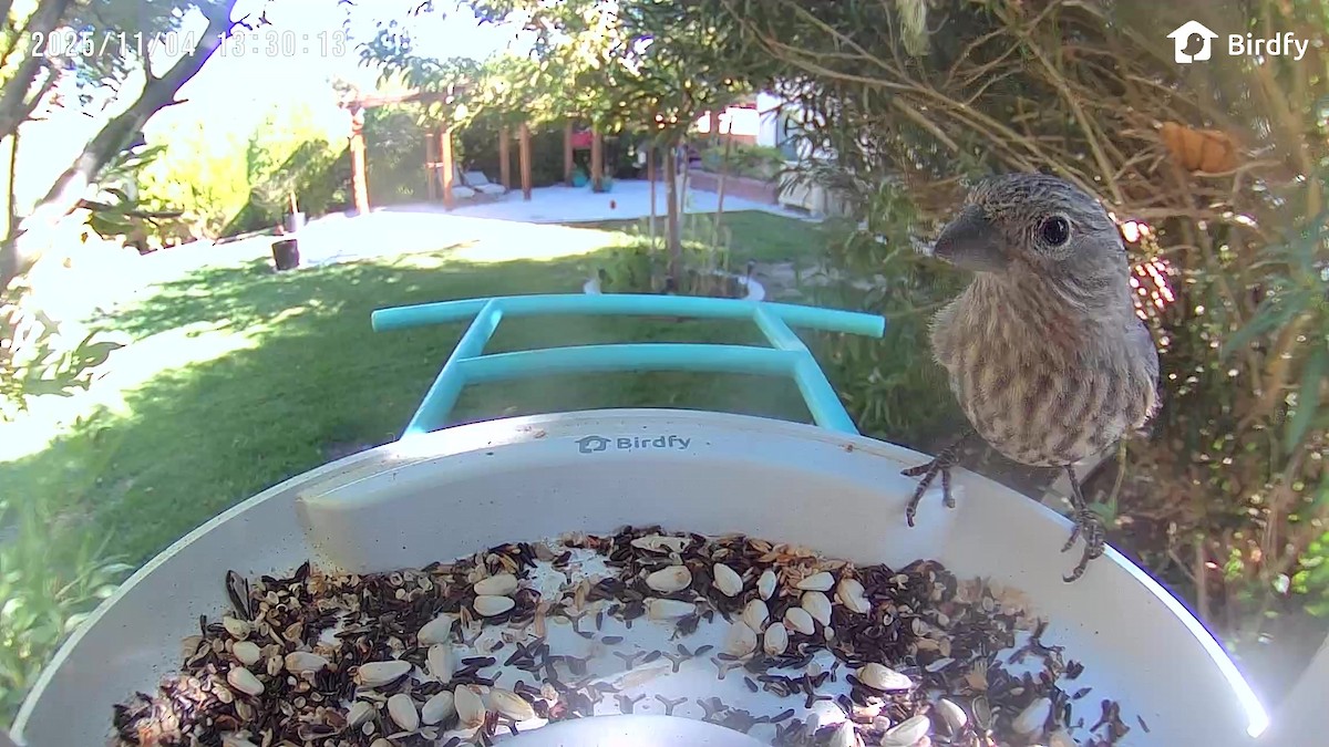 House Finch - ML644682442