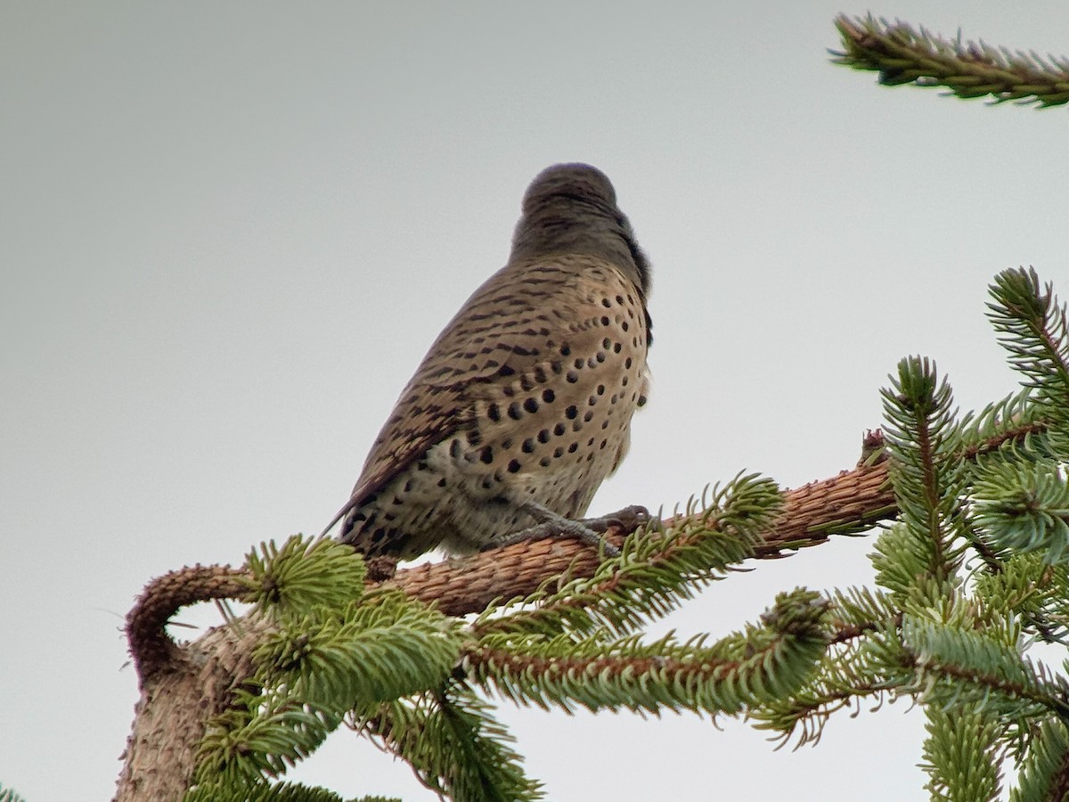 Northern Flicker - ML644682444