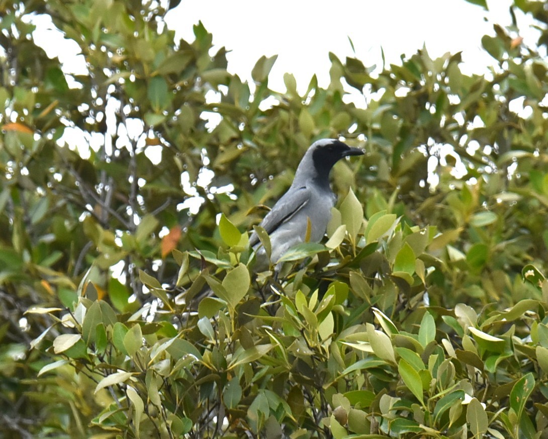 Black-faced Cuckooshrike - ML644682446
