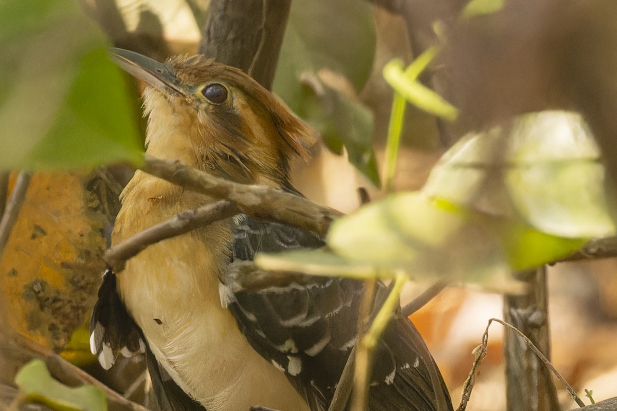 Pavonine Cuckoo - ML644682448