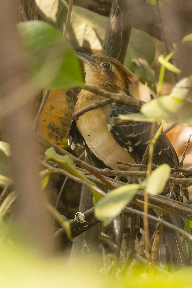 Pavonine Cuckoo - ML644682449