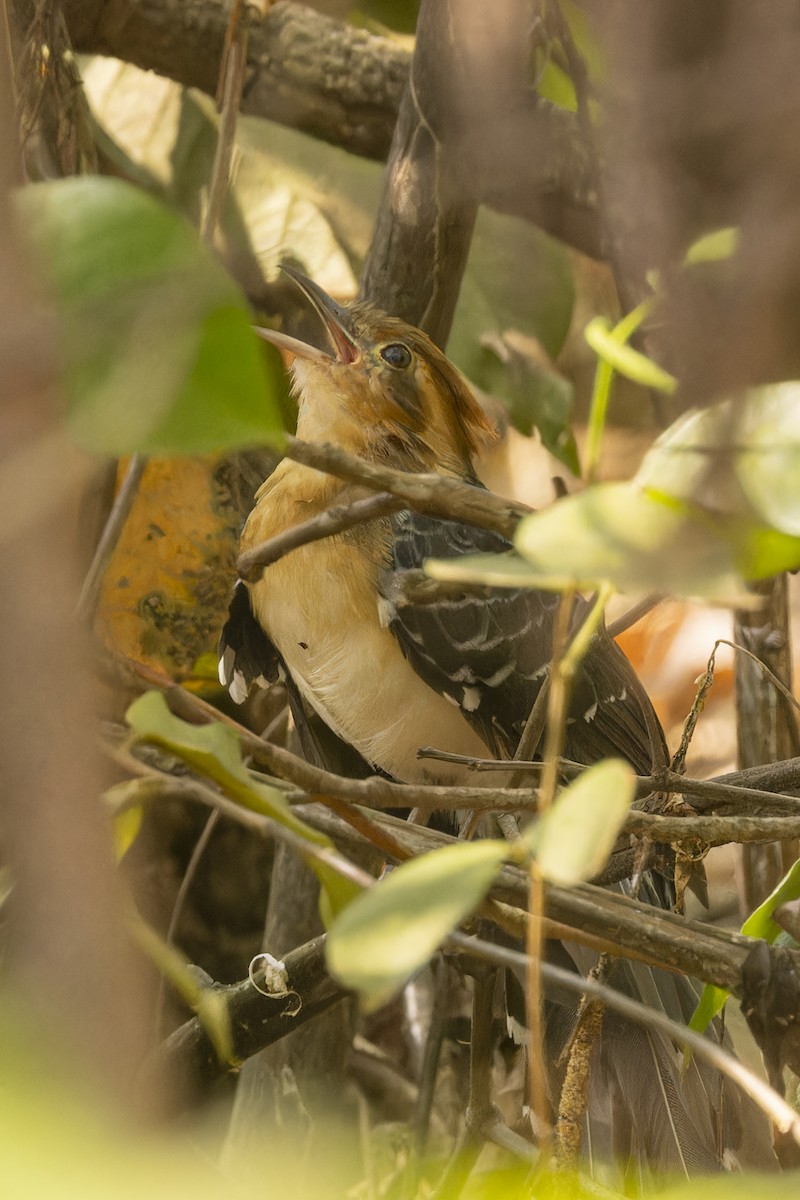 Pavonine Cuckoo - ML644682450