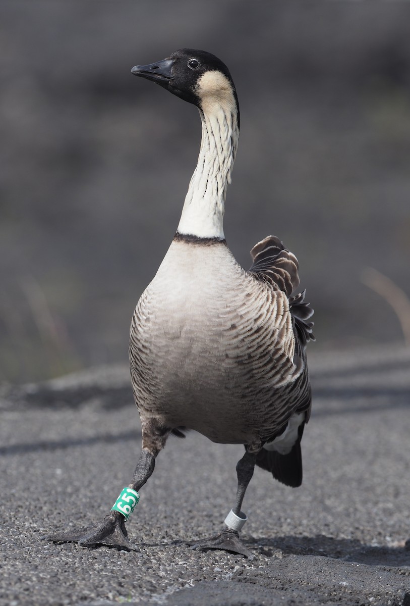 Hawaiian Goose - ML644682451
