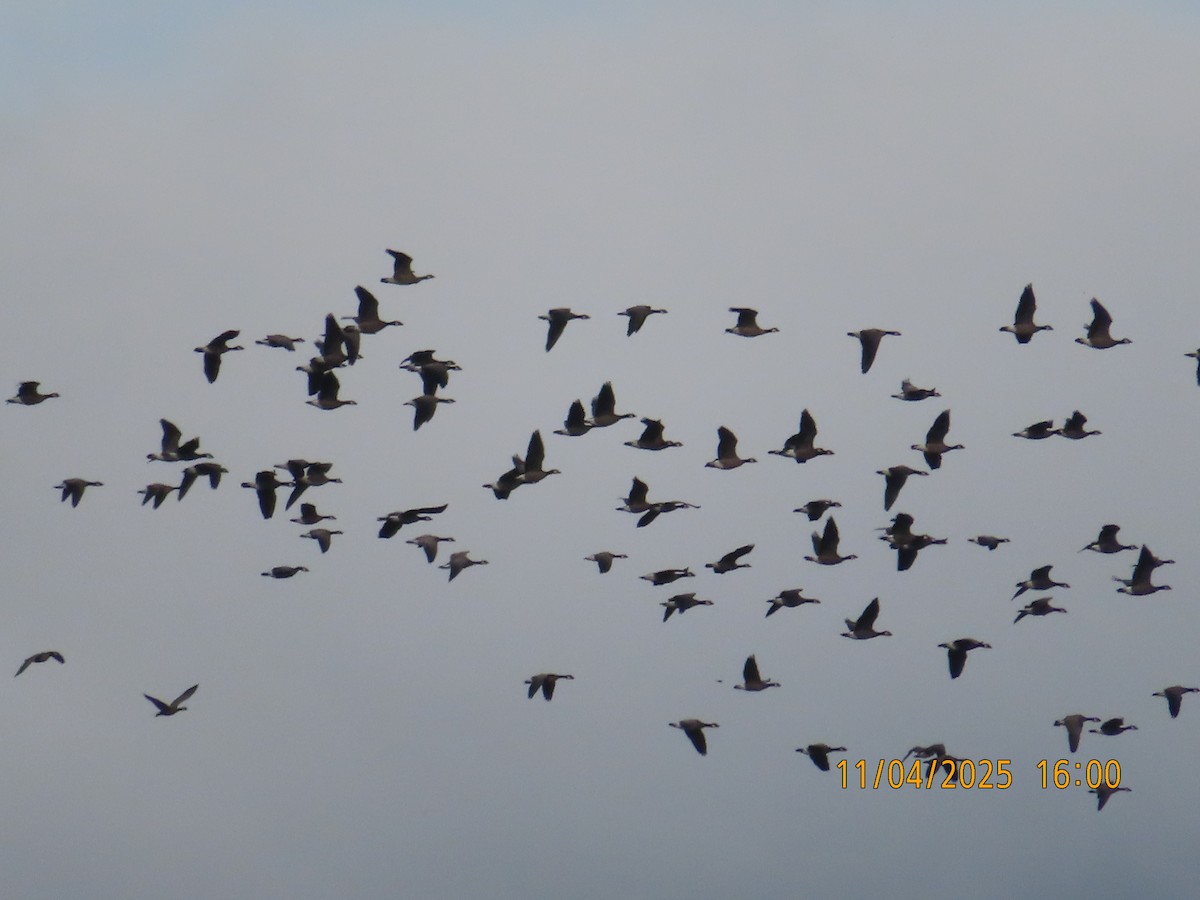 Cackling Goose - ML644682455