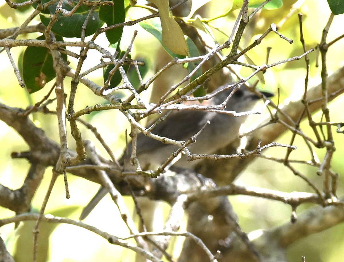 Gray Shrikethrush - ML644682456