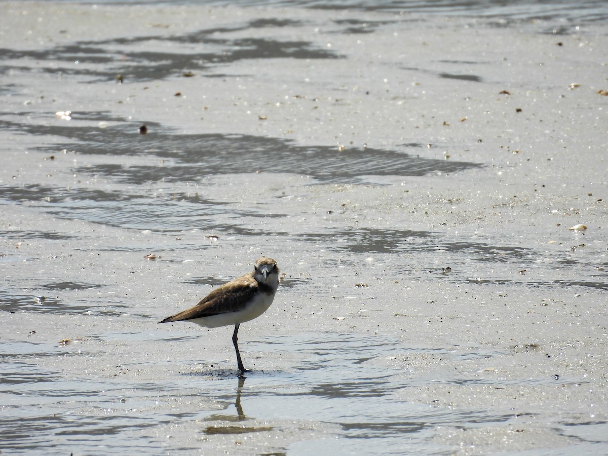 Greater Sand-Plover - ML644682457
