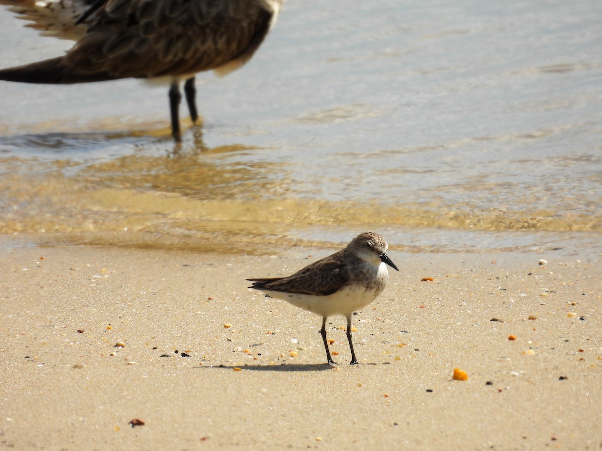 Red-necked Stint - ML644682458
