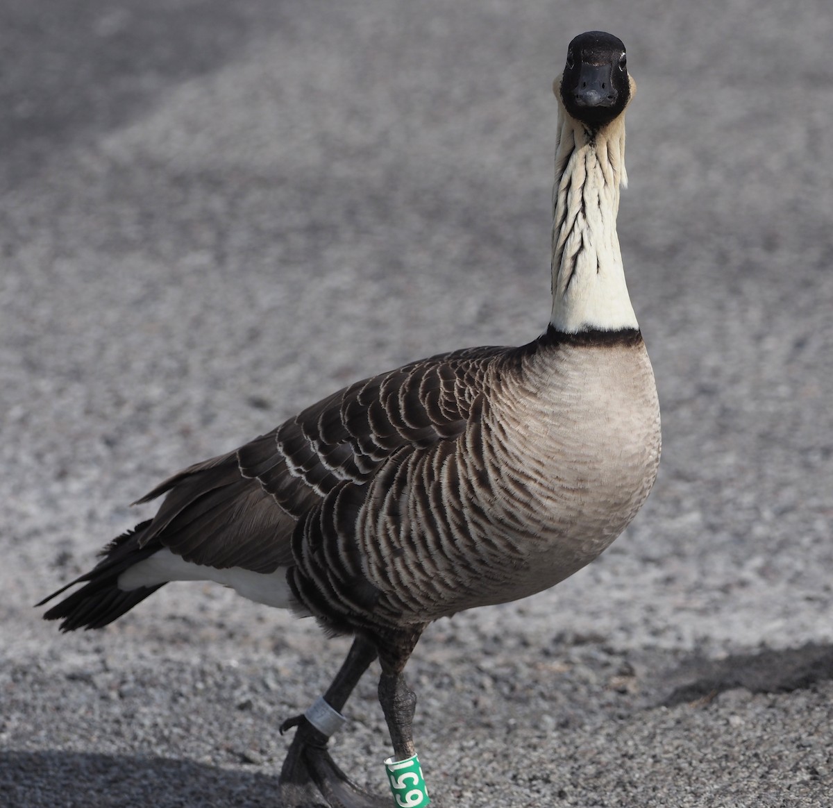 Hawaiian Goose - ML644682460