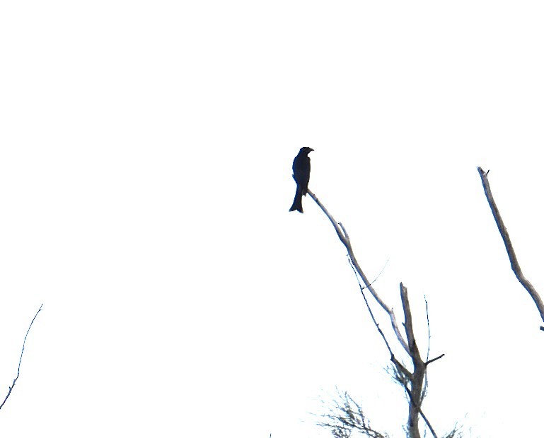 Spangled Drongo - ML644682462