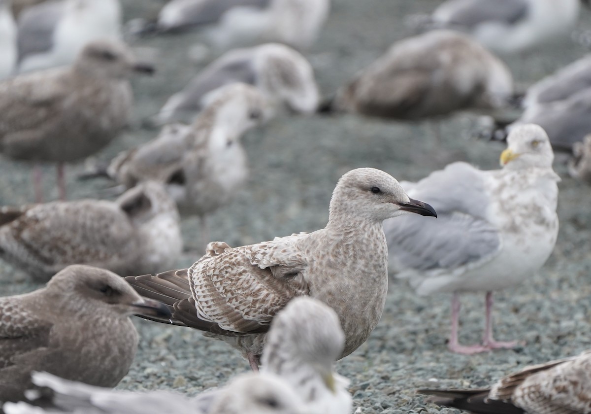 Larus sp. - ML644682463