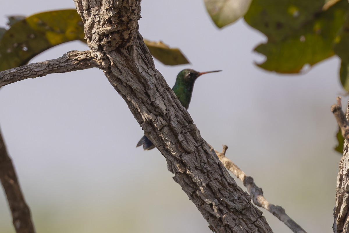 Glittering-bellied Emerald - ML644682464