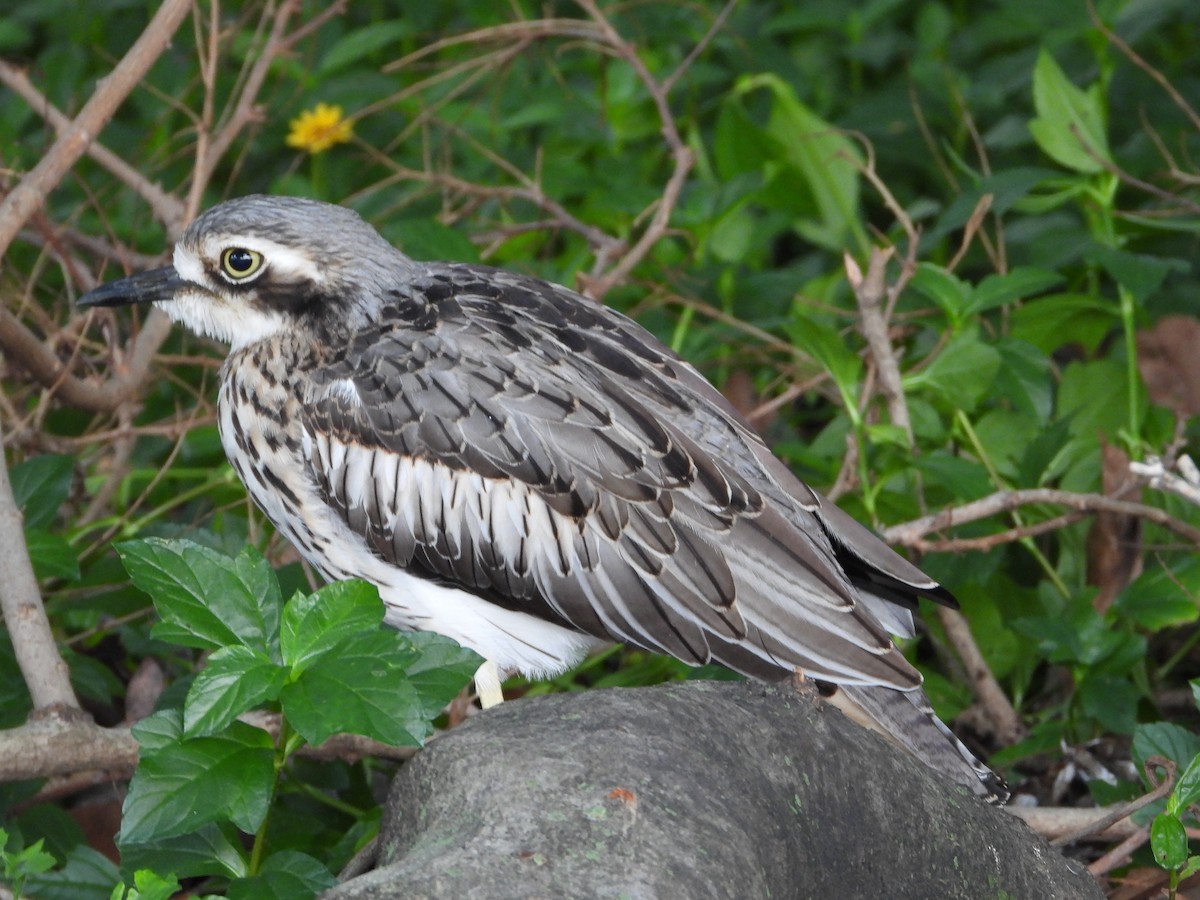 Bush Thick-knee - ML644682465
