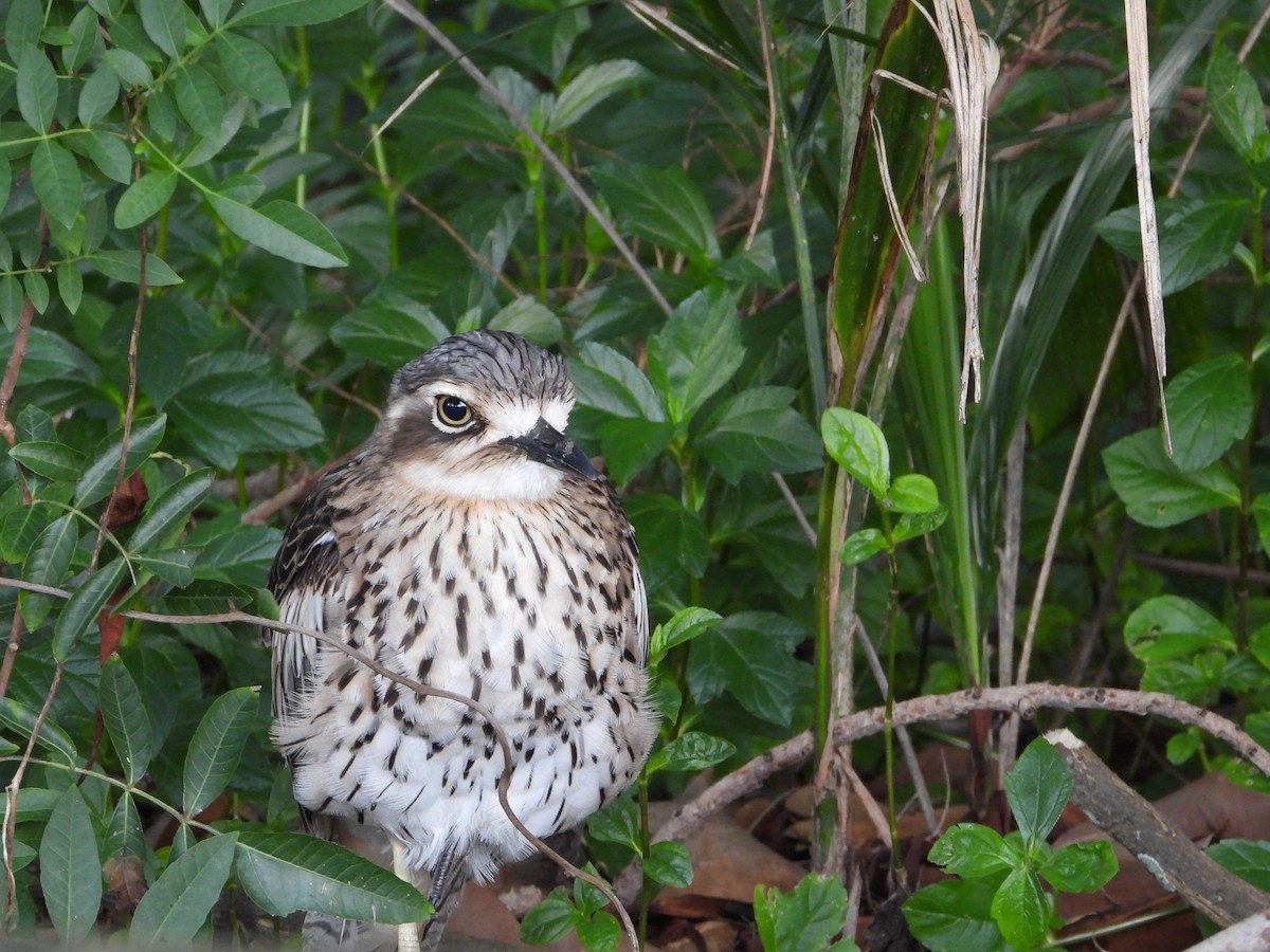 Bush Thick-knee - ML644682466