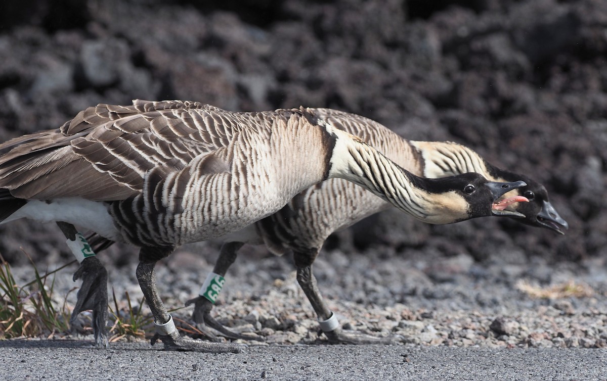 Hawaiian Goose - ML644682467