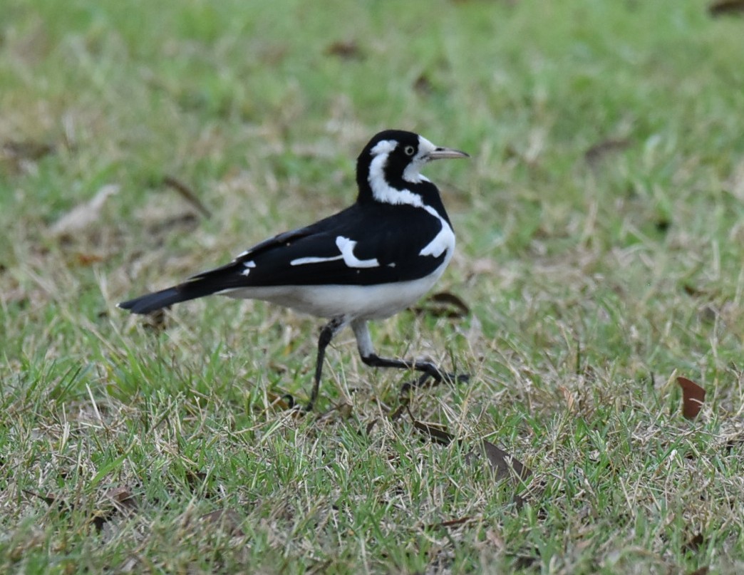 Magpie-lark - ML644682468