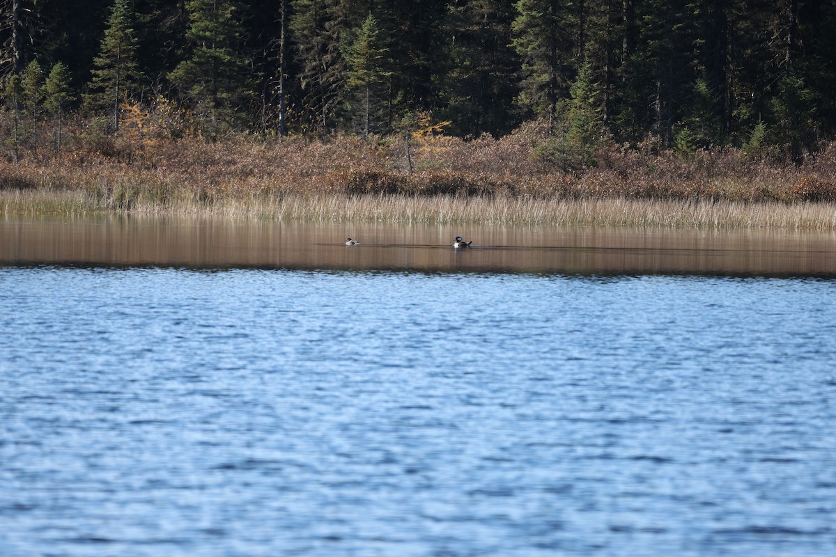 Hooded Merganser - ML644682472