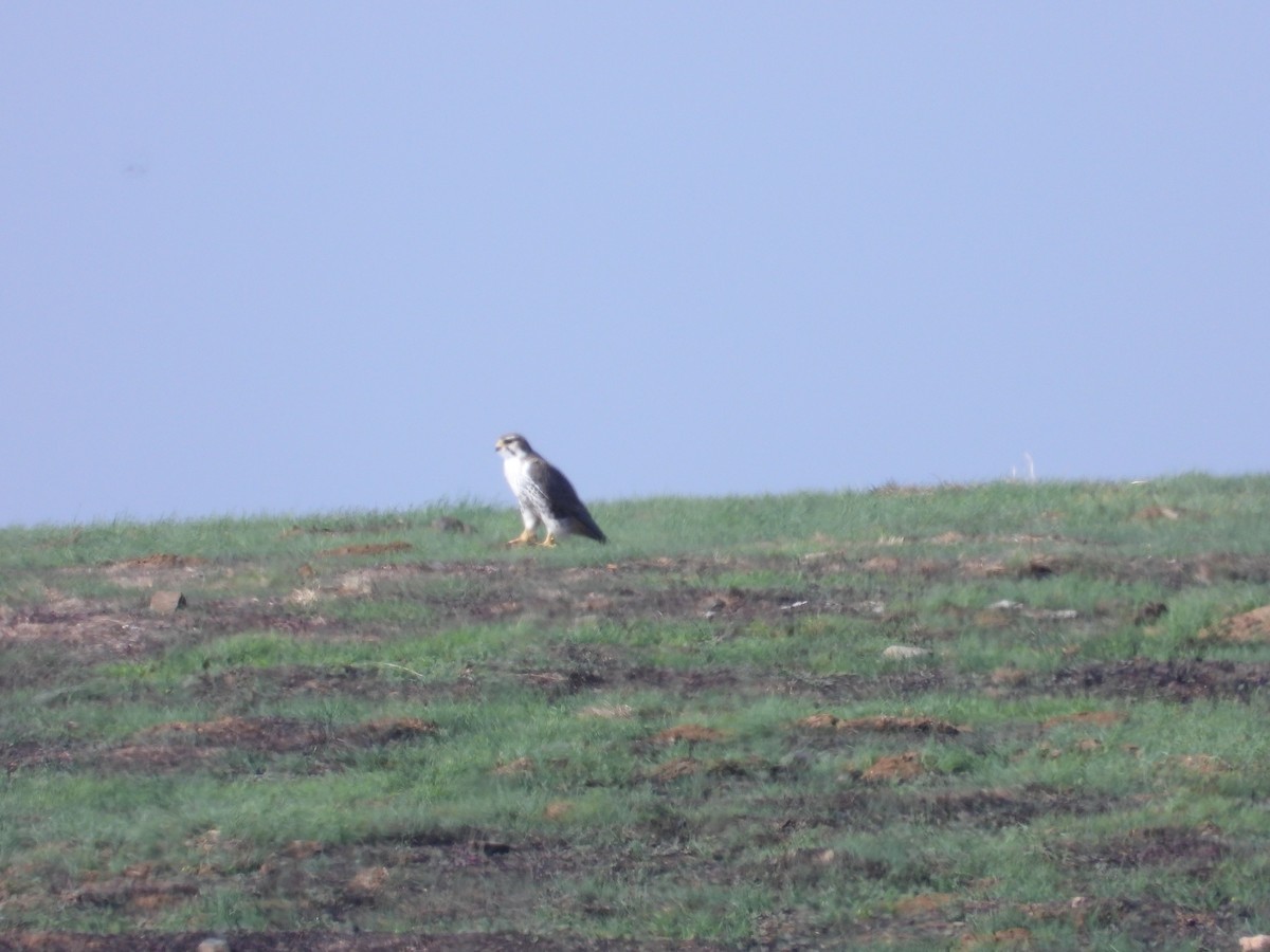 Сокіл прерієвий - ML644682473