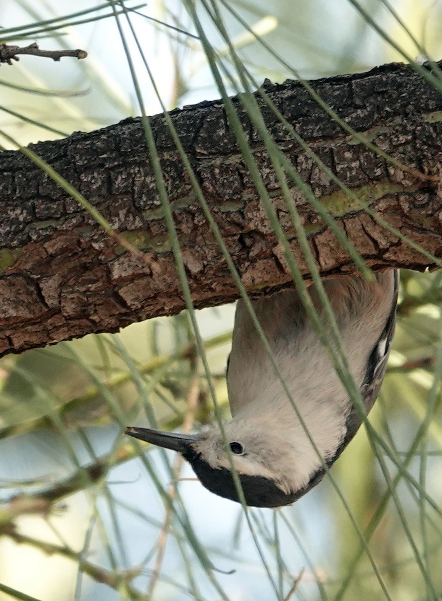White-breasted Nuthatch - ML644682474