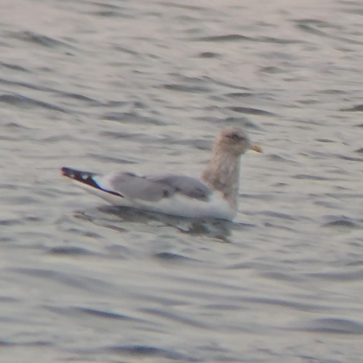 Iceland Gull (Thayer's) - ML644682475