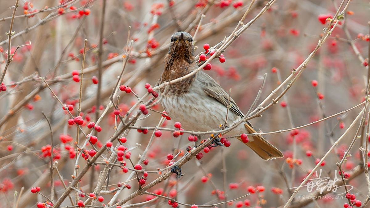 Black-throated x Red-throated Thrush (hybrid) - ML644682476