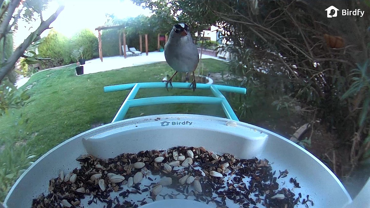 White-crowned Sparrow - ML644682477