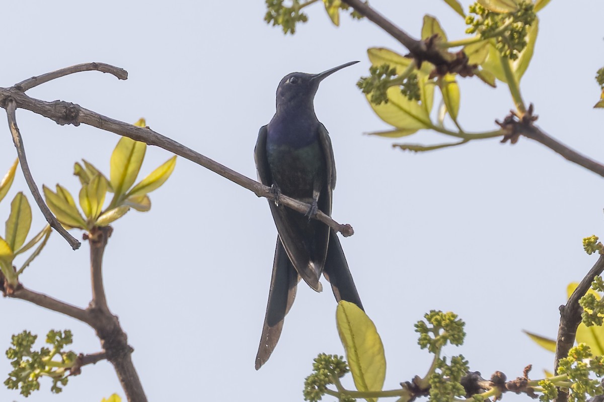 Swallow-tailed Hummingbird - ML644682479