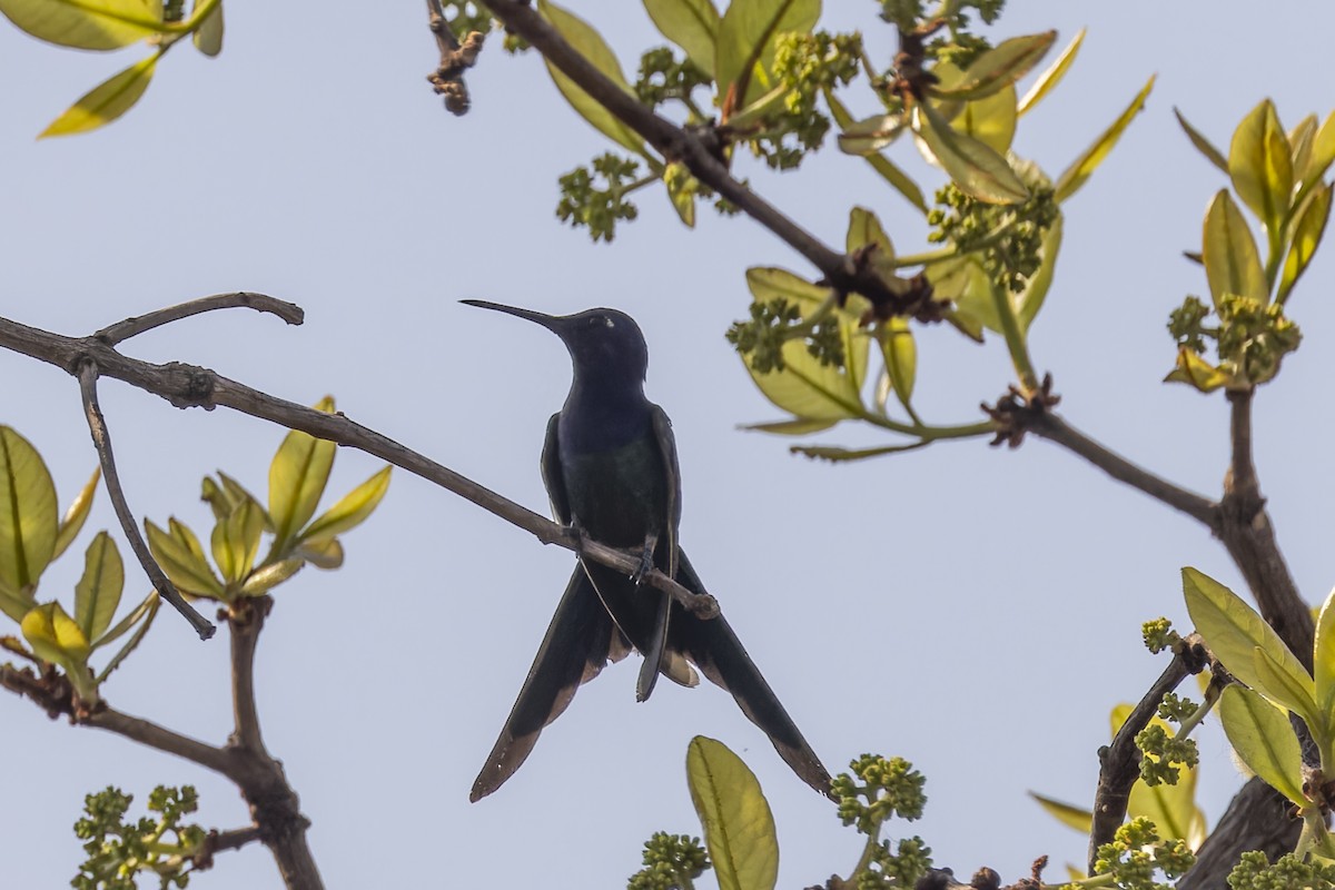 Swallow-tailed Hummingbird - ML644682480