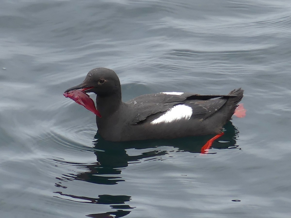 Pigeon Guillemot - ML644682482