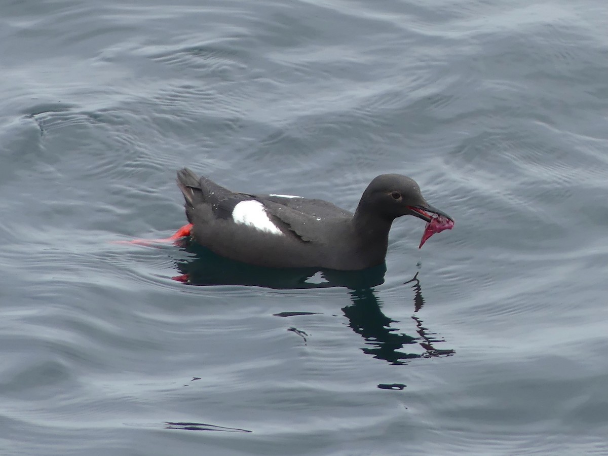 Pigeon Guillemot - ML644682483