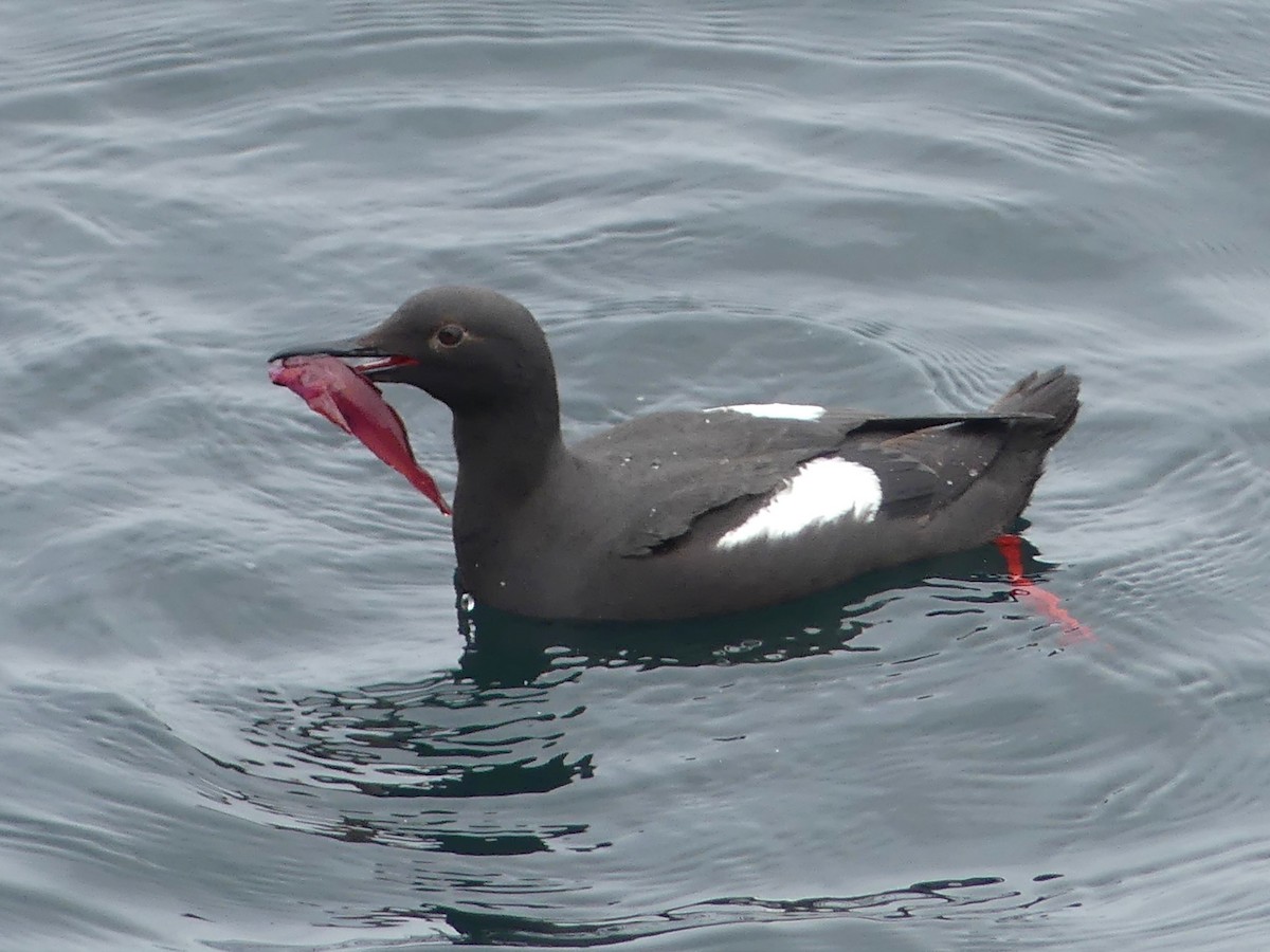 Pigeon Guillemot - ML644682484