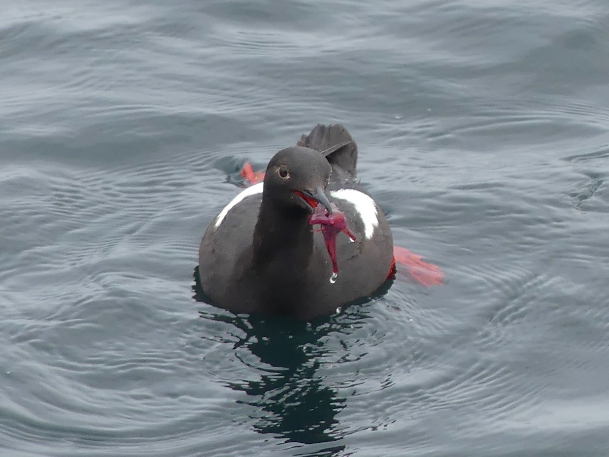 Pigeon Guillemot - ML644682485