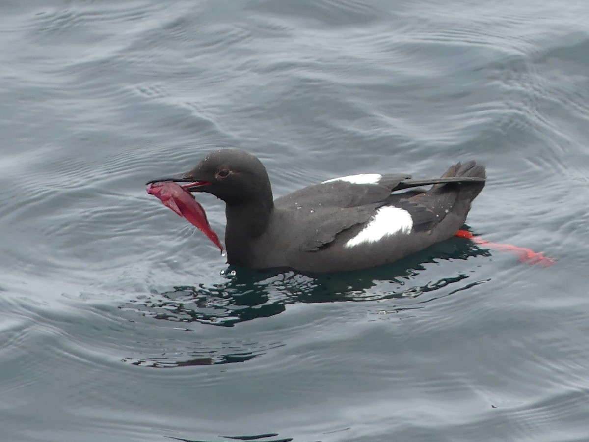 Pigeon Guillemot - ML644682486