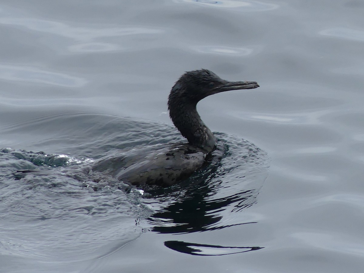 Brandt's Cormorant - ML644682488