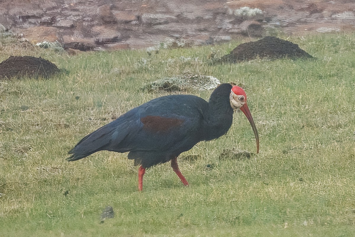 Ібіс-лисоголов південний - ML644682491