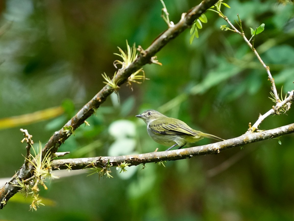 Mistletoe Tyrannulet - ML644682499